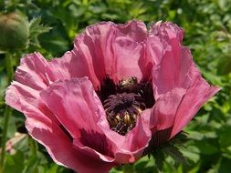 pink poppy on a green meadow