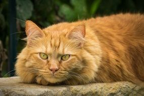 red fluffy domestic cat