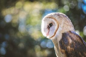 Beautiful colorful barn owl