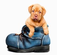 cute puppy is sitting in a shoe