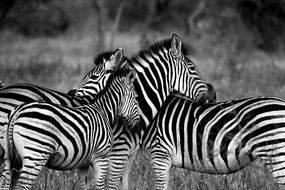 zebras in wildlife