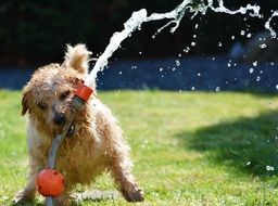 terrier playing with a water hose in the garden
