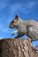 gray squirrel on stump