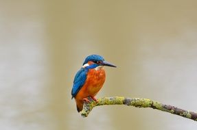 Kingfisher orange and blue Bird