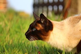 hunting siamese cat