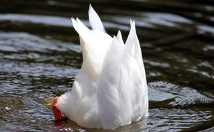 white duck with head in water close-up on blurred background