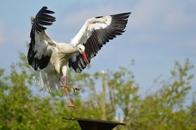 stork lands on a pole