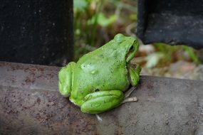 The Frog