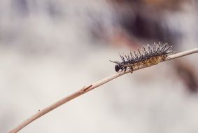 spiny caterpillar on a blade of grass