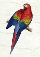painted colorful parrot
