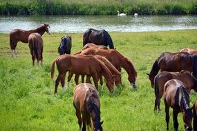 herd of colorful horses on the green pasture near the river