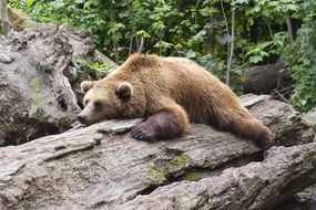 Bear Predator resting on wooden log