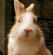 portrait of a cute rabbit
