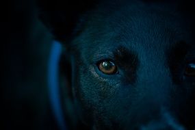 Dog dark Eye