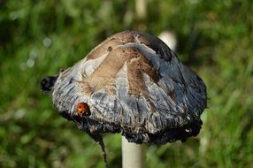 Mushroom and Ladybug