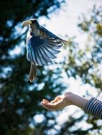 exotic bird with blue wings