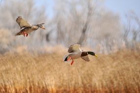 Mallard Ducks Flying