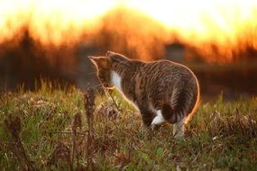 tiger cat on the grass at sunset
