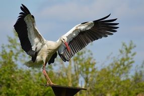 elegant stork on the chimney on a blurred background