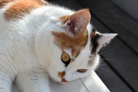 spotted cat in the sun close up