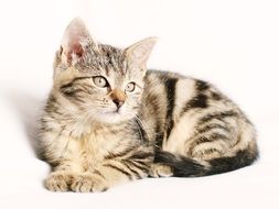 Young Striped Cat lays down at white background