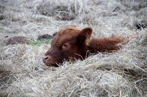perfect beautiful Brown calf