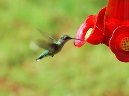 Hummingbird at Feeder outdoor