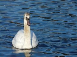White swan in the lake in nature