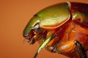 tropical beetle close-up