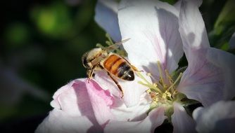 closeup photo of bee insect on apple blossom
