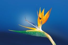 Caudata Strelitzia flower