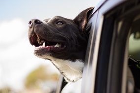 dog head outside the car window