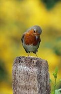 robin bird on a pole