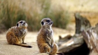 funny meerkats in the wild