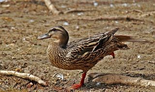 duck on the sand by the lake
