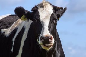 horned Bull sticks out tongue