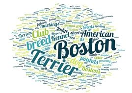 Boston Terrier text drawing