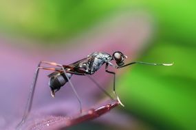 gorgeous Insect Macro