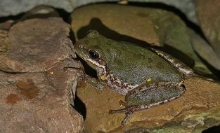 tree frog on the stones close-up