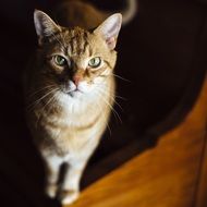 Ginger cat with green eyes looking straight