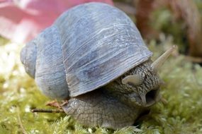 cute Snail Animal