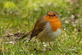 foraging robin in the garden