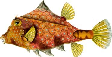 Orange Ocean fish clipart