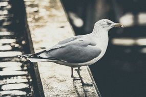 bird on the roof of the monochrome photo