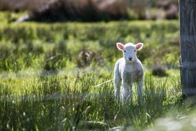 Baby lamb on meadow