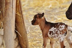 spotted baby Goat