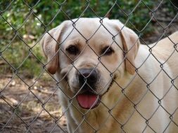 Lovely Yellow Labrador