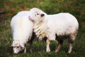 white sheep on a pasture in Slovakia