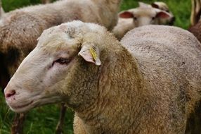 grazing farm sheep on the meadow