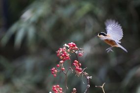 New Varied Tit